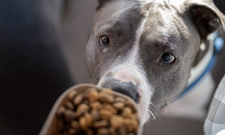 8 loại thức ăn tốt nhất cho chó Pit Bulls KHÔNG chứa chất độn